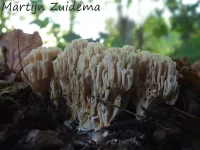 Alleekoraalzwam [Ramaria flavoides]